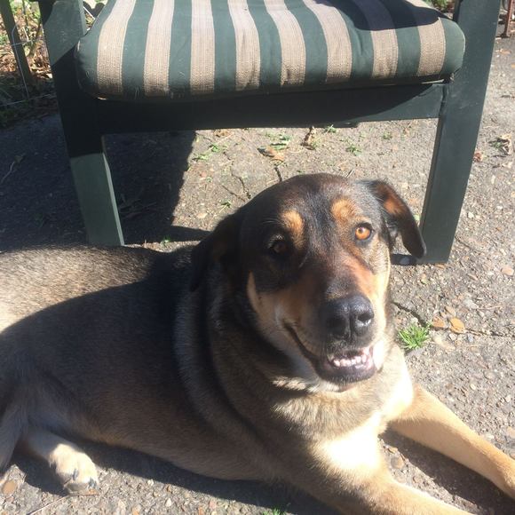 Meet your Posher, Darlene - Picture 1 of 1